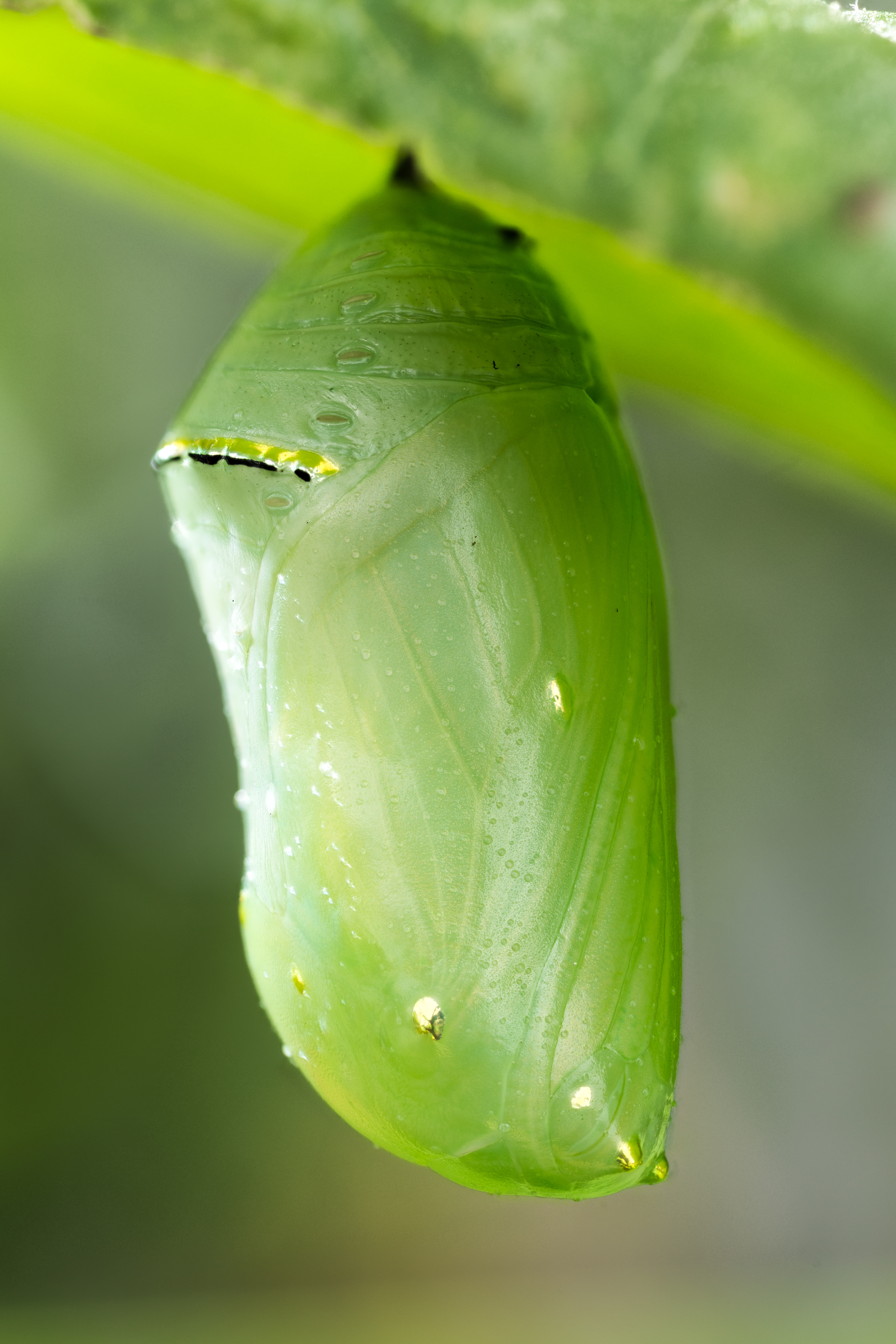 Chrysalis