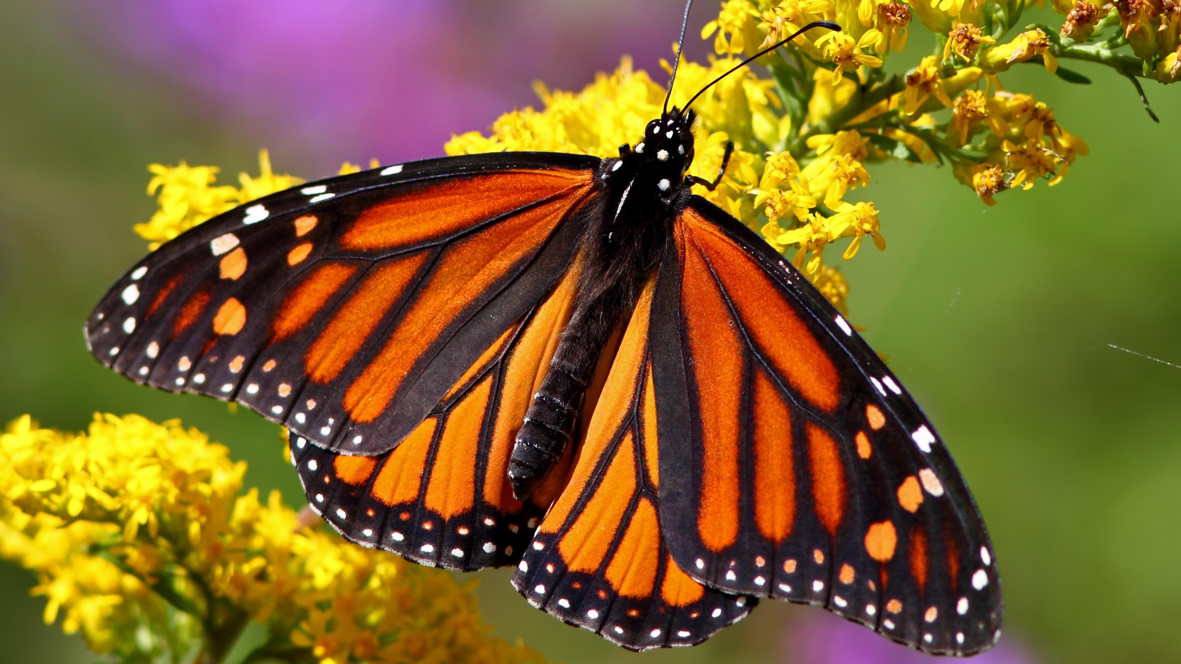 Monarch Butterfly