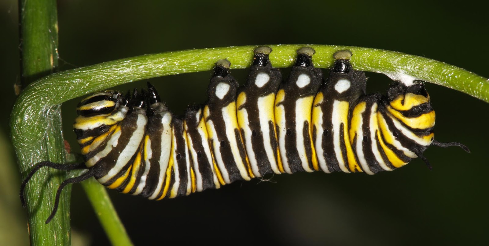 Monarch Caterpillar